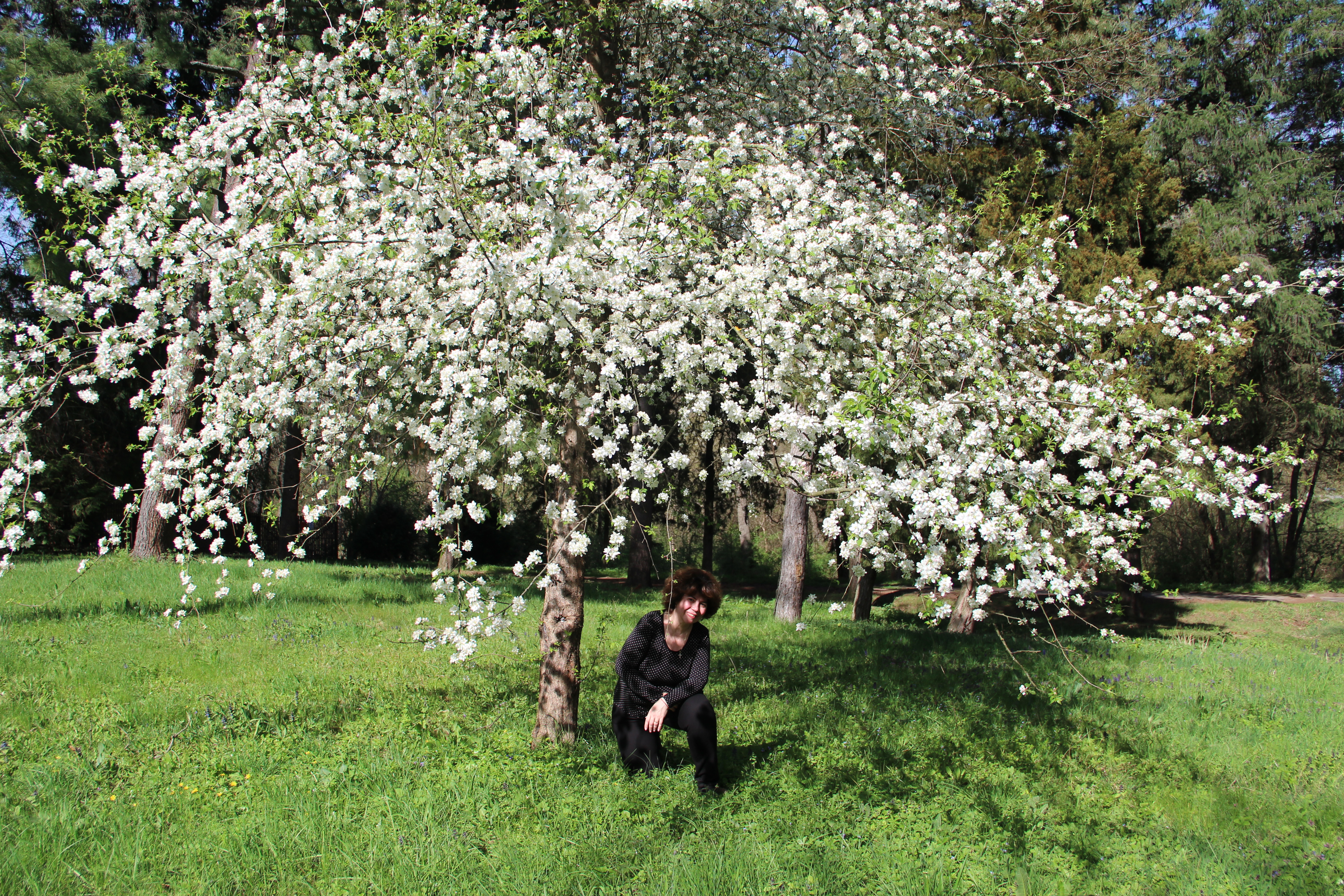 Violeta-Mirela Mareș — primăvară înflorită